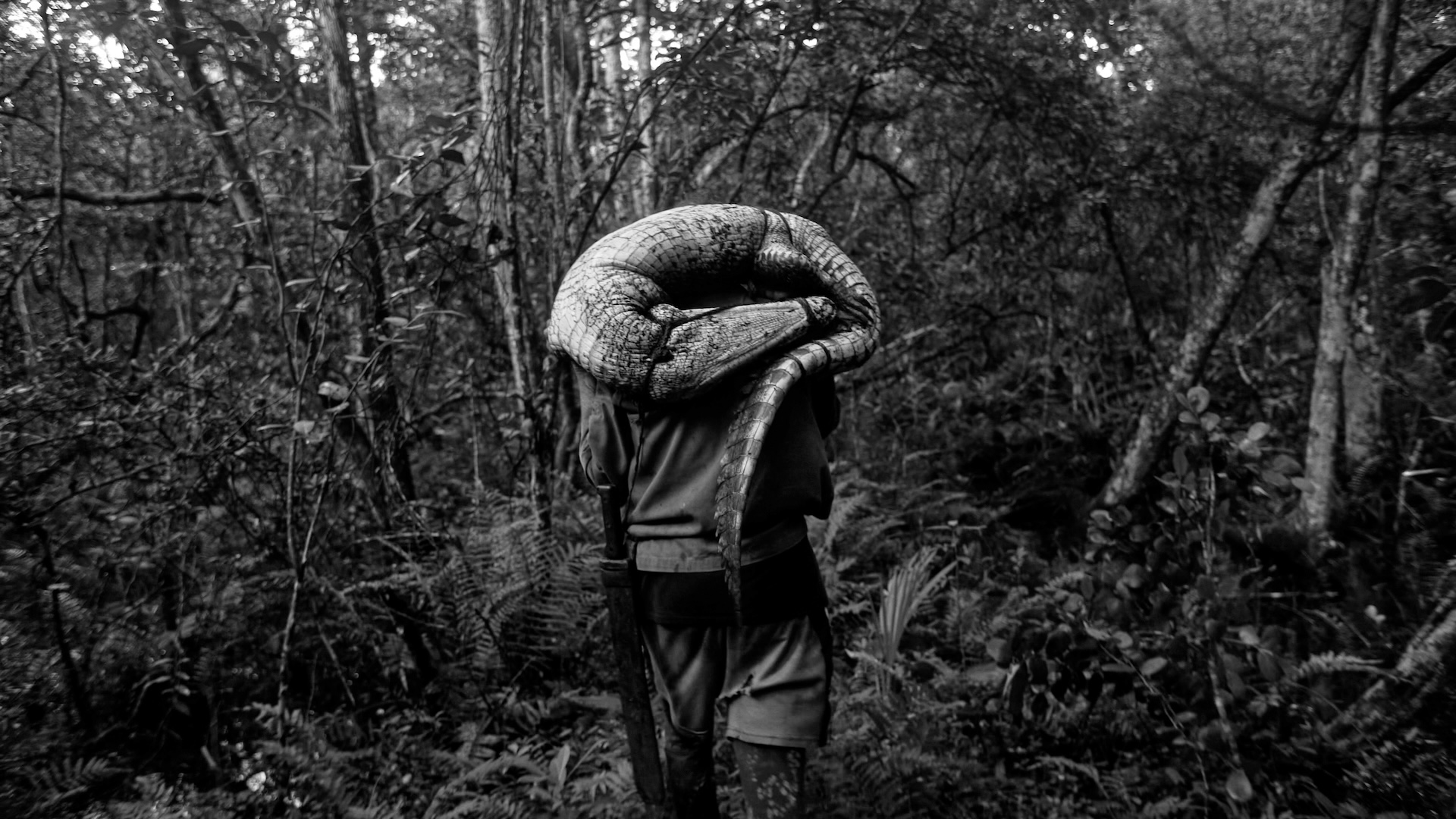 To the West, in Zapata